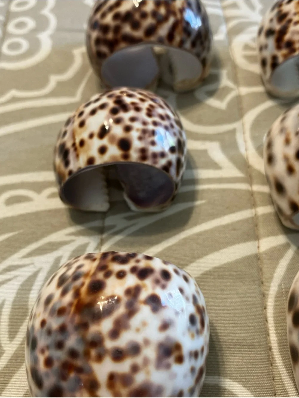 Tiger Cowrie Sea Shell Napkin Rings Set Of 6